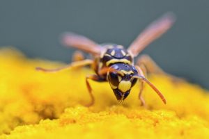 angst voor wespen